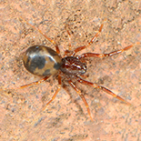 Orthobula radiata